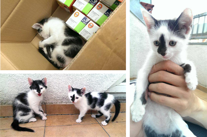 gluehbirnen katzen lumi lux
