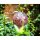 Gartenkugel Glas Globe Ø130mm Miracle Mosaic Rot