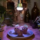 Osram LED Star Grow Lampe T60 10W E27 weiß/violett/blau klar 330lm Pflanzenlampe mit Schalter