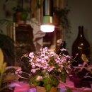 Osram LED Star Grow Lampe T60 10W E27 weiß/violett/blau klar 330lm Pflanzenlampe mit Schalter