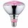 Paulmann LED Filament Reflektor PAR38 6,5W E27 200lm 1300K Wachstumslicht Pflanzenlicht