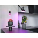 Osram LED Star Grow R63 Glas Reflektor 7,5W = 15W E27 klar 140lm Pflanzenlampe